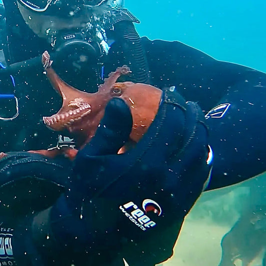 Reef 3mm Dive Glove